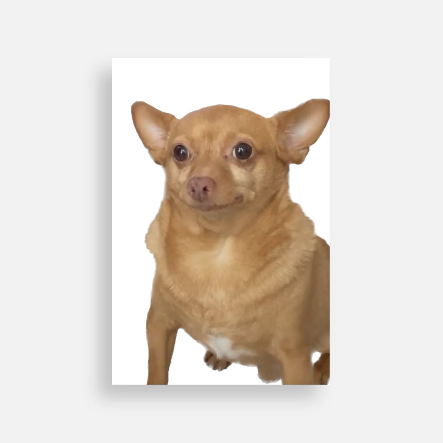 "Blank Face" Pawtograph