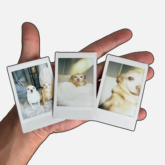 Cheddar Polaroid - three polaroids